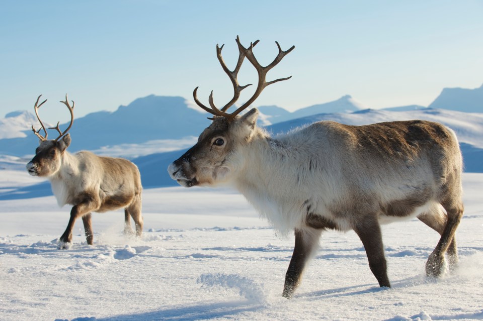 Reindeer and husky sledding are two of the many winter activities that can be booked