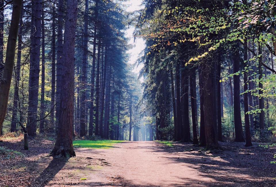 Black Park just outside of Slough is a popular filming location and featured in Andor