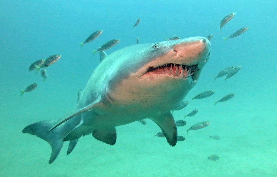 Great White sharks are responsible for the recent Australia attacks