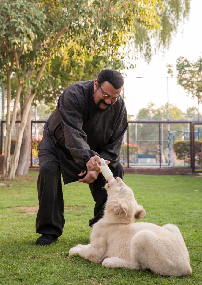 Seagal feeding a lion in the zoo