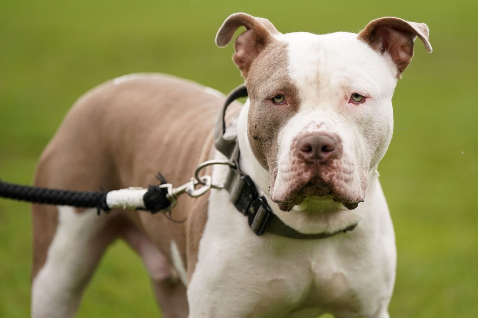 The deadline for XL Bully owners to apply for certificates of exemption has passed