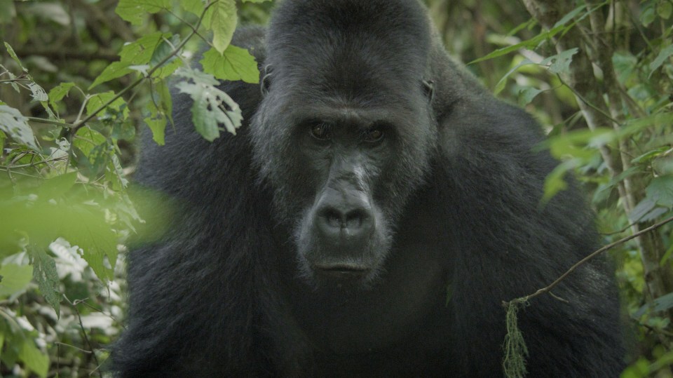 A rare eastern lowland gorilla