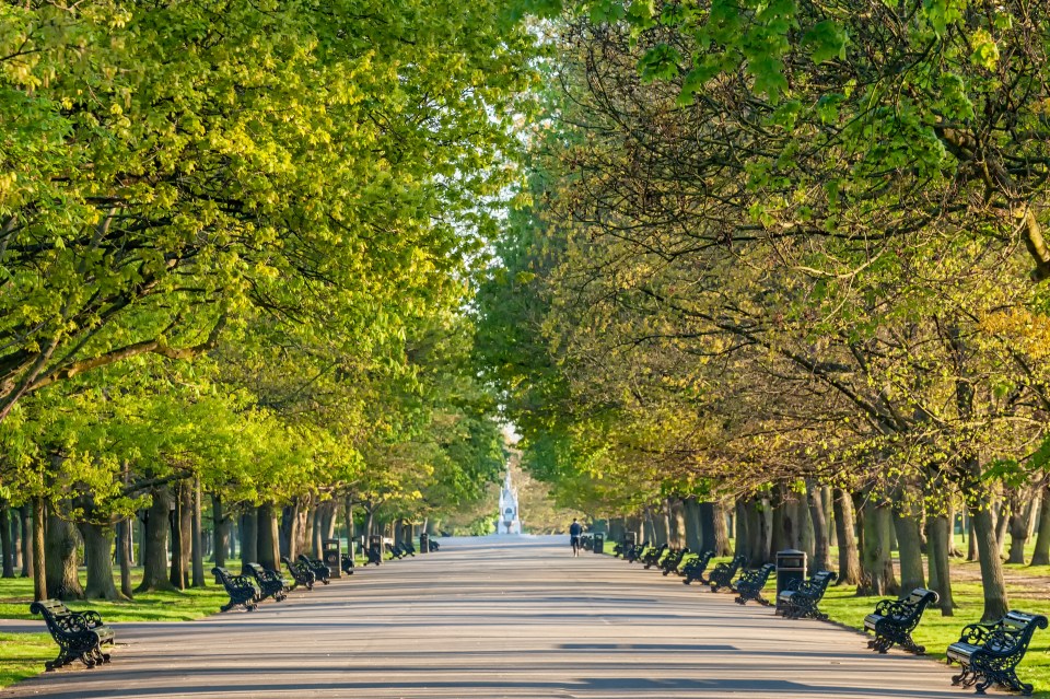 Park path lined with trees and benches.