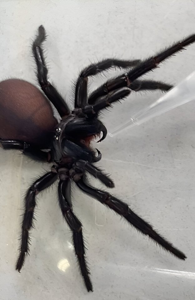 Harvesting venom from a funnel web spider with a pipette