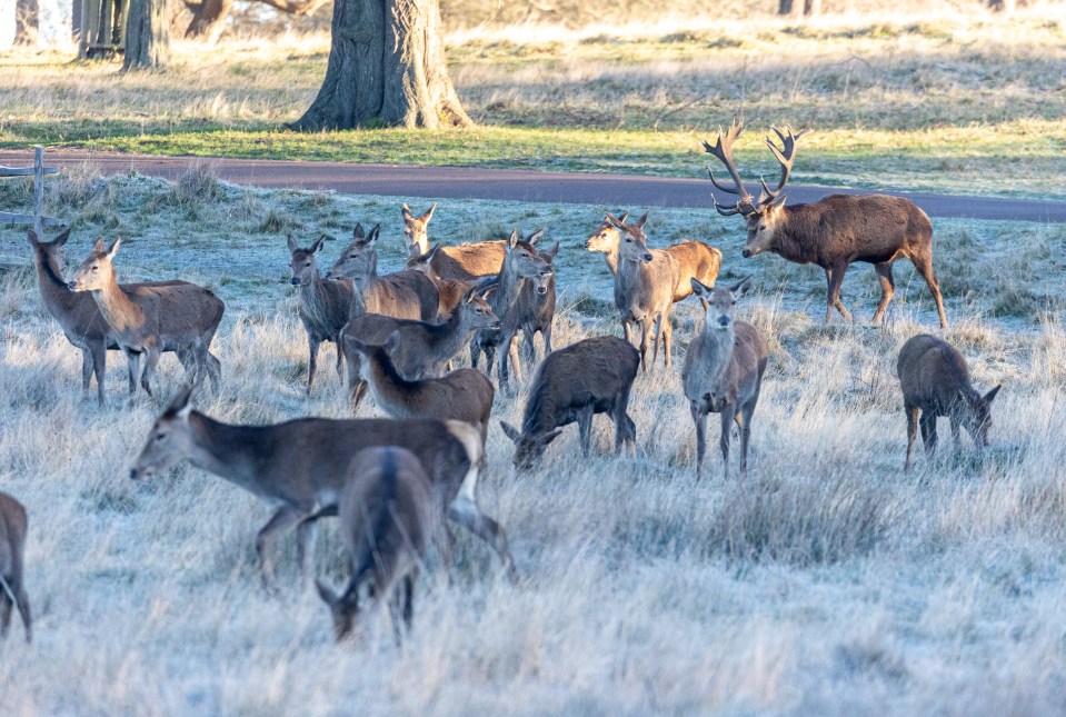 Deer graze on the frosty grass in London's Richmond Park