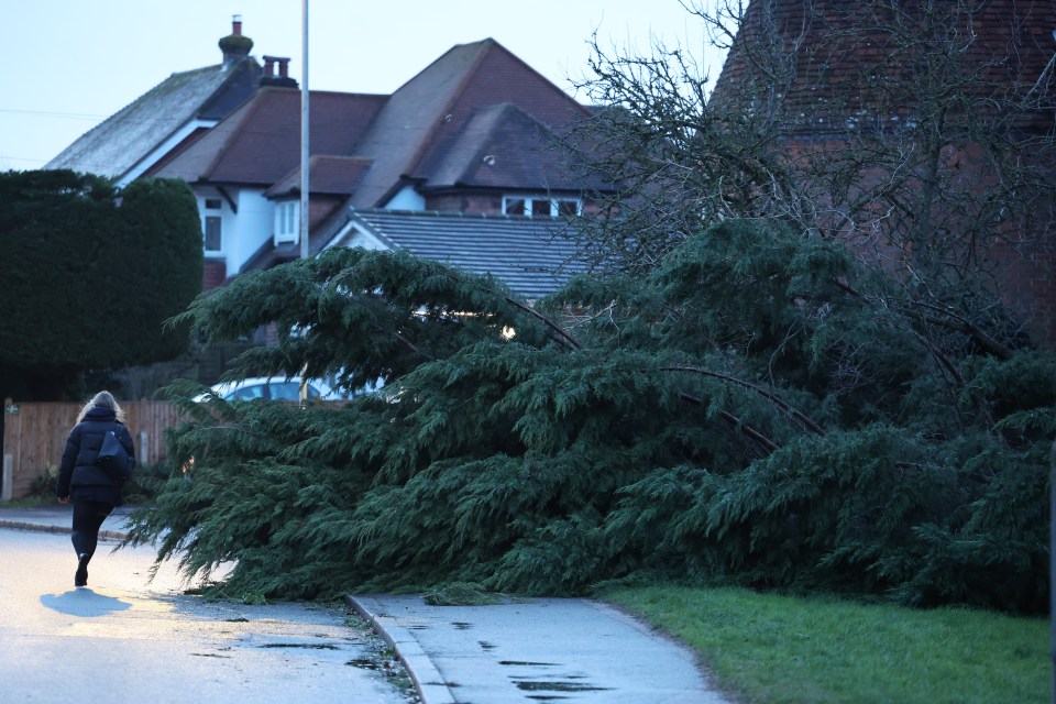 A fallen tree in Tonbridge, Kent