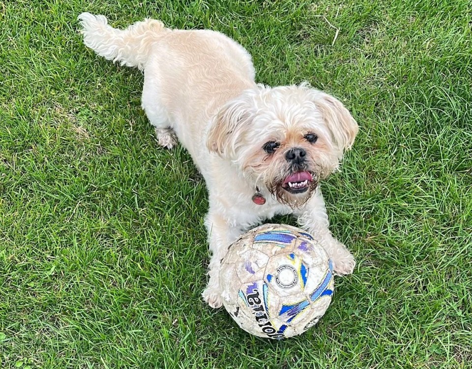 Maggie the mongrel is our star of the week for helping her owners in difficult circumstances