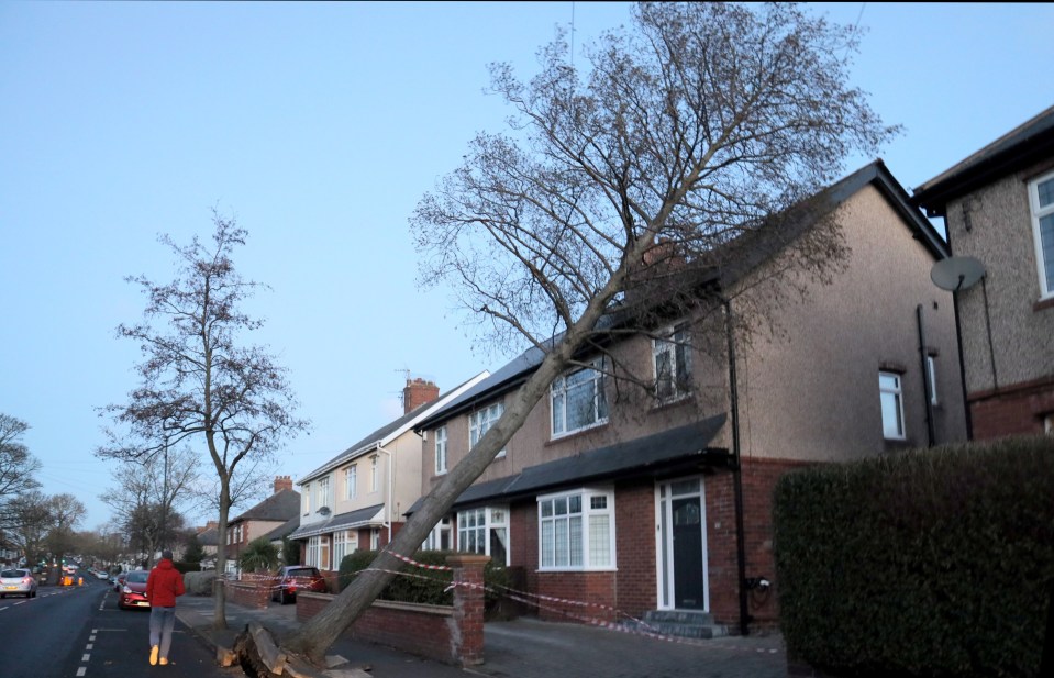 A home in North Shields on North Tyneside has had a tree blown over after the high winds from Storm Isha