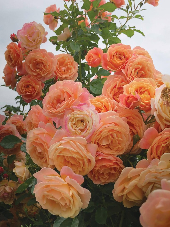 Rose of the Year 2023 – Rosa ‘Peach Melba’