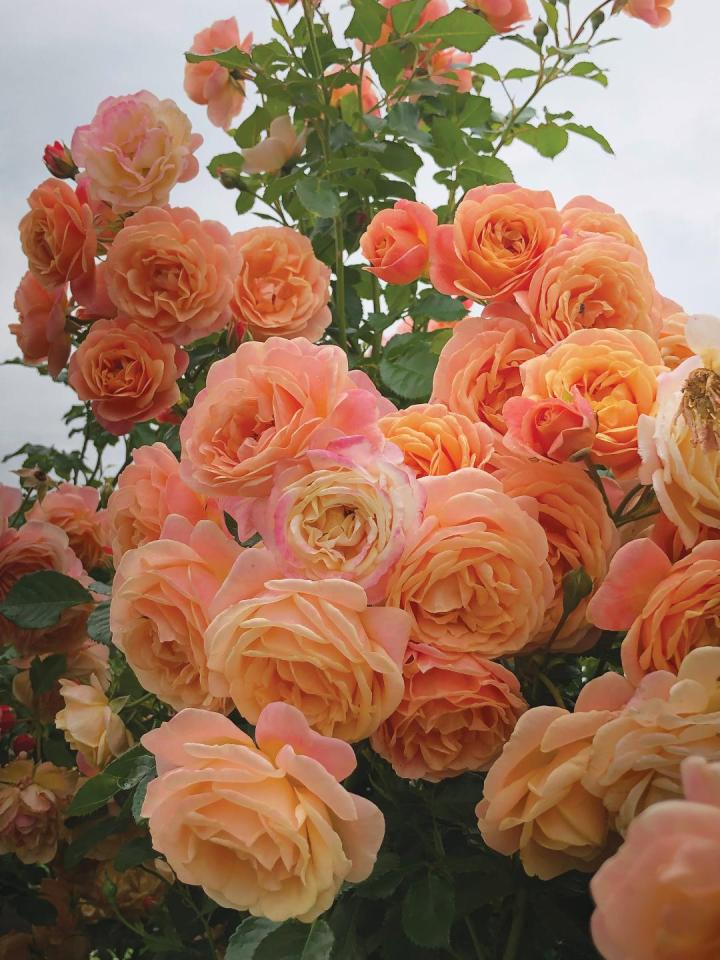 Rose of the Year 2023 - Rosa 'Peach Melba'