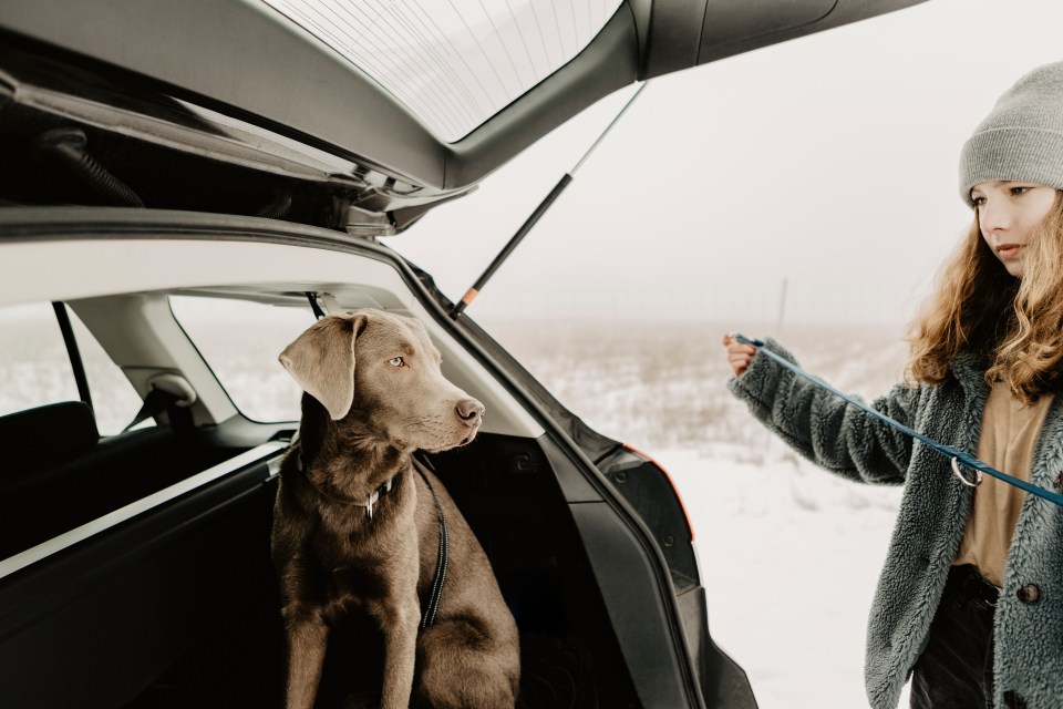 Sean helps an owner wondering whether it is safe to take dogs for a walk in the cold