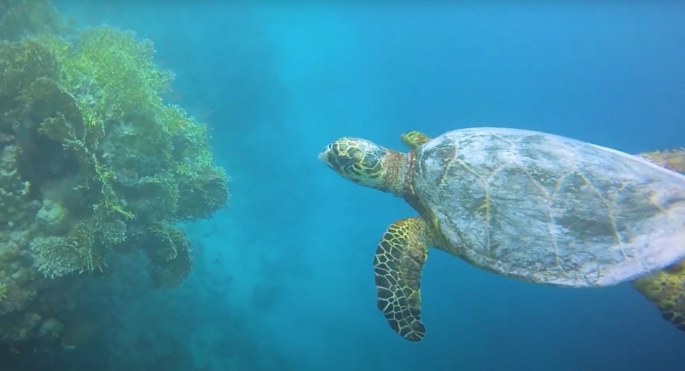 Snorkellers can try and spot the large sea turtles in the area