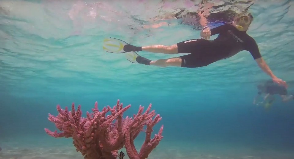 Tourists have praised the stunning reefs which can be seen underwater