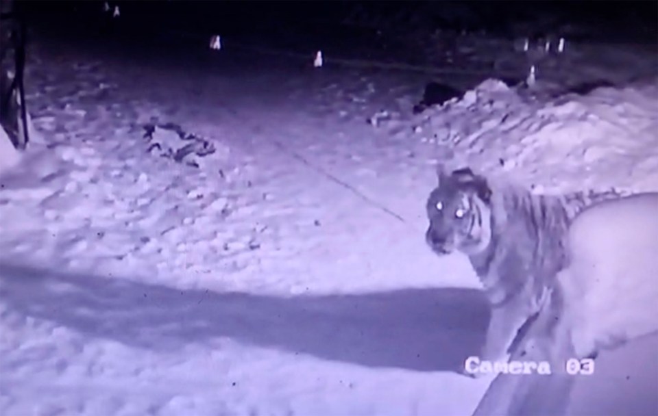 An Amur tiger is captured on CCTV entering someone's yard in Far East Russia