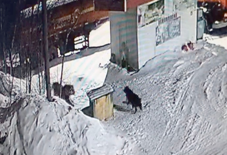 An Amur tiger is seen moments before killing a guard dog in Far East Russia