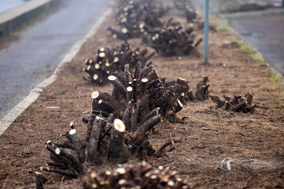 One local described it as an 'eyesore' having gone far beyond a 'hard prune'