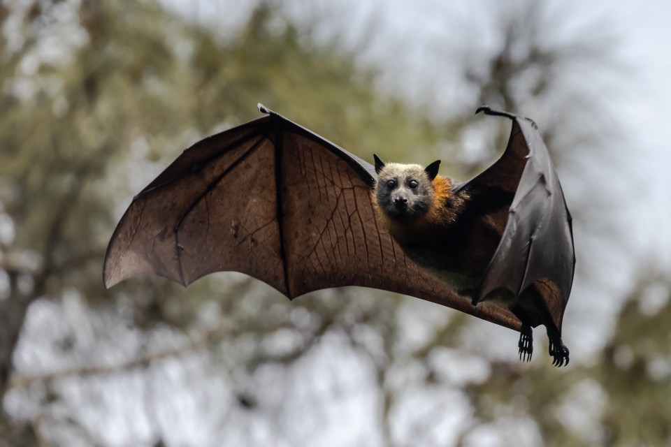 A team of researchers studied the pancreas and liver of fruit bats to discover how they thrive on their high-sugar diet