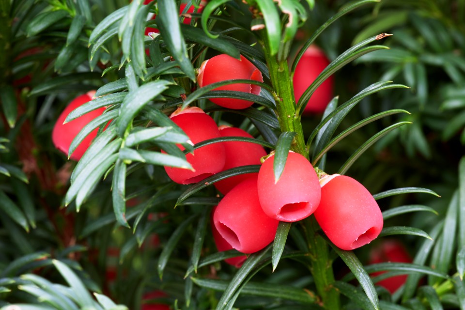 Yew berries and leaves can be fatal if ingested