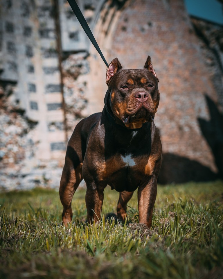 The hound was thought to have been an XL Bully