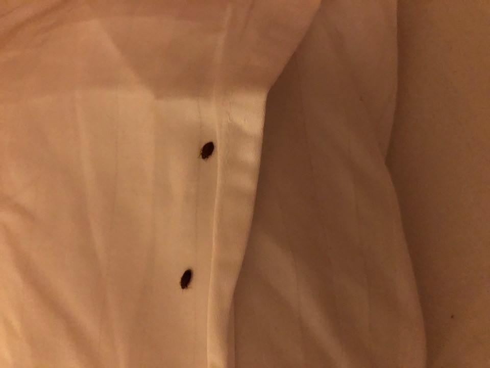 The couple were horrified to awake and spot bed bugs on the sheets