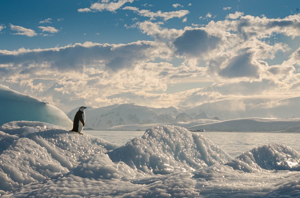 Antarctica is safe - although food is scarce