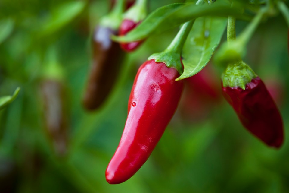 Spice up your life by getting chillie seeds going now in pots on your windowsill