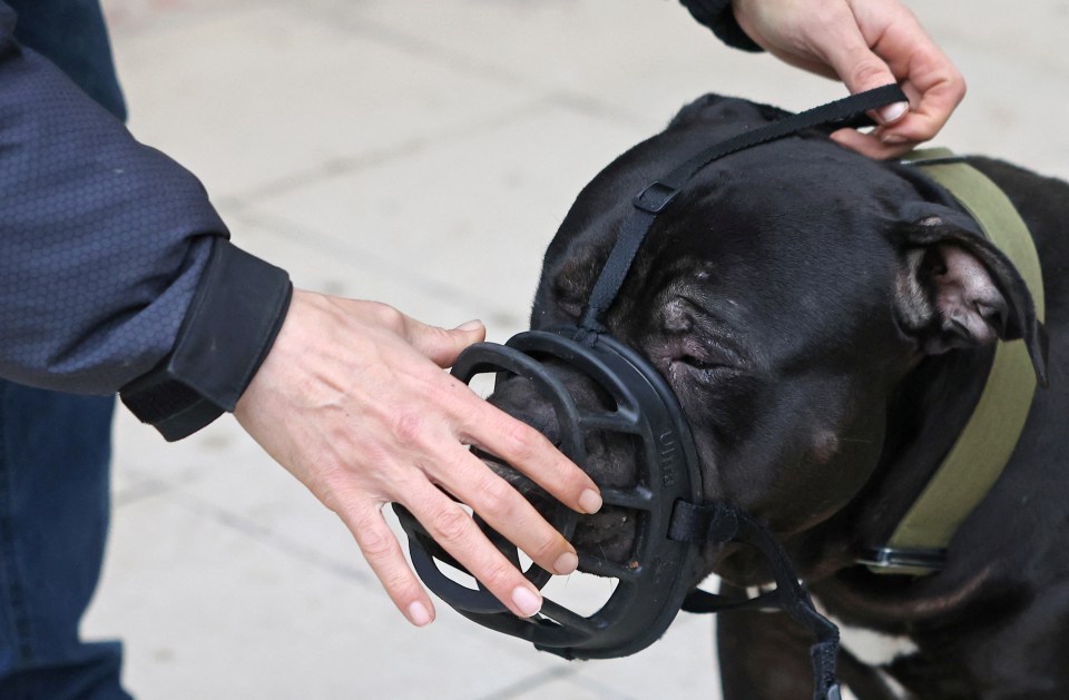 Terry places a muzzle on his XL Bully 'Duke' ahead of his application for an exemption