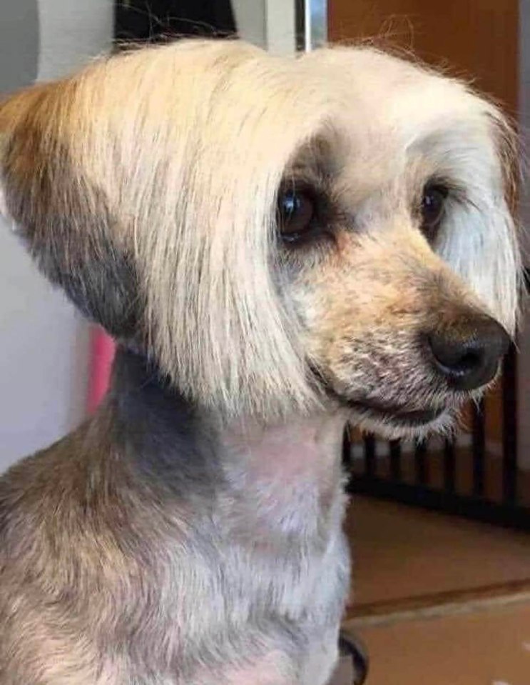 VIVA FUREVER . . .  this well-groomed canine has a very posh cut