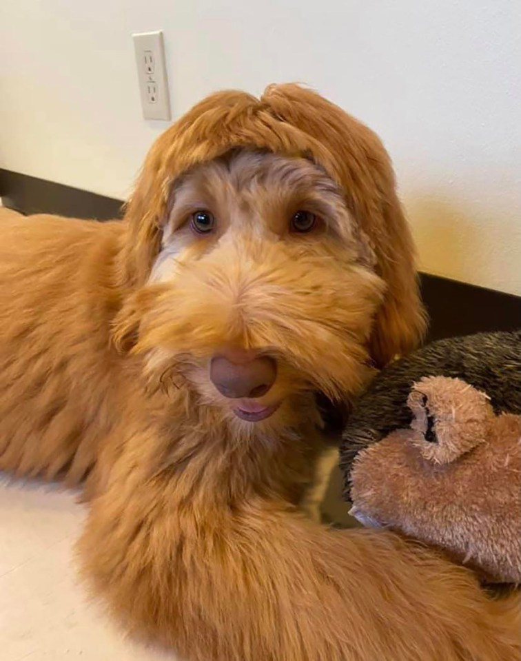 SUPERBOWL CUT . . . Who does this pet’s fringe remind you of?