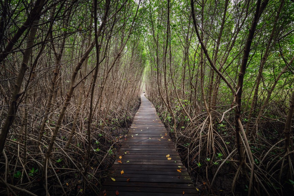 Although there are none of this specific tree in today's world, it has distant relatives in Southeast Asia