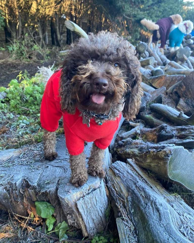 Daisy the dog has helped her owner through serious illness