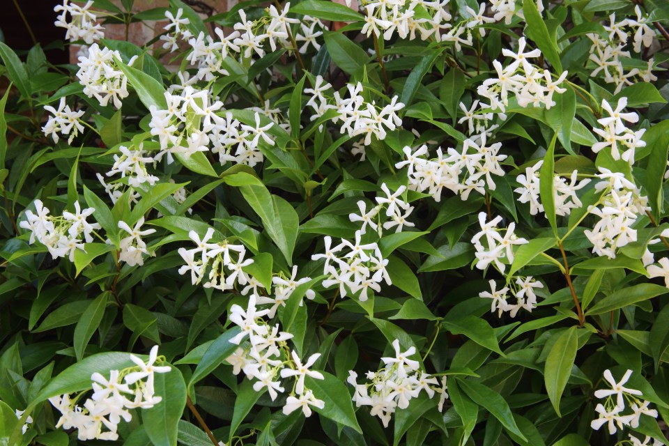 Star Jasmine – Trachelspermum Jasminoides – is a summer scented evergreen