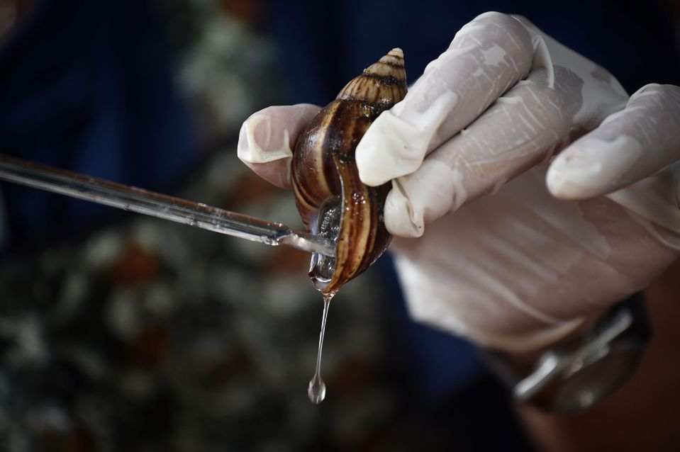 A snail being milked of its serum at a  farm in Thailand's Nakhon Nayok province