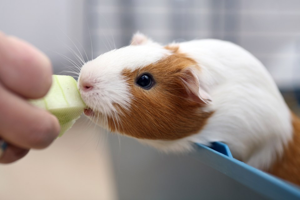 Guinea pigs are a delicacy in countries like Peru