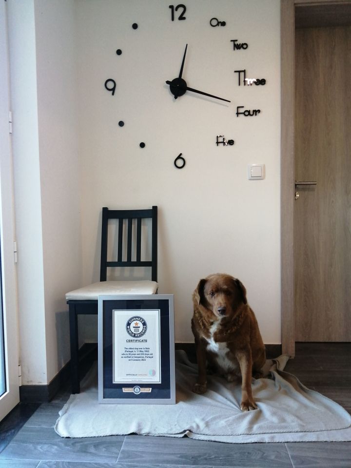 The veteran pup claimed his Guinness World Records crown at the age of 30 years and 268 days in February 2023