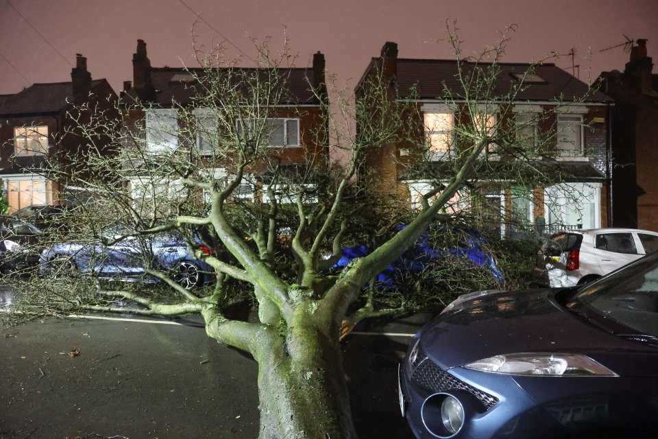 A huge fallen tree in Selly Oak, Birmingham