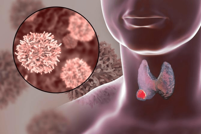 The thyroid is a butterfly-shaped hormone producing gland