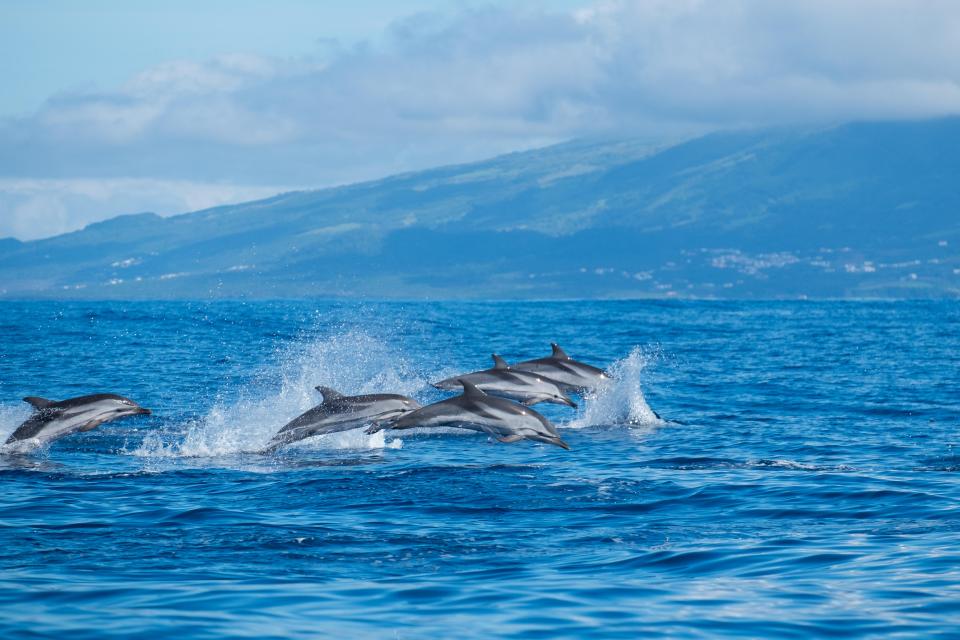 Dolphins are frequently seen swimming off the shore of the island