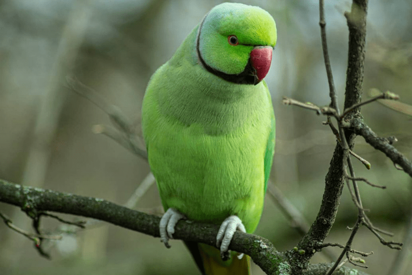 Kensington Gardens are a great place to visit the parakeets in London