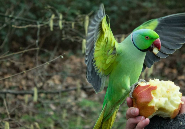 Apples are among their favourite foods along with peanuts and sunflower seeds