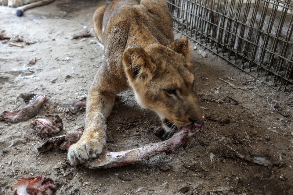 The scarcity of food across Gaza and increase in feed prices has led to a dire situation for animals and humans alike