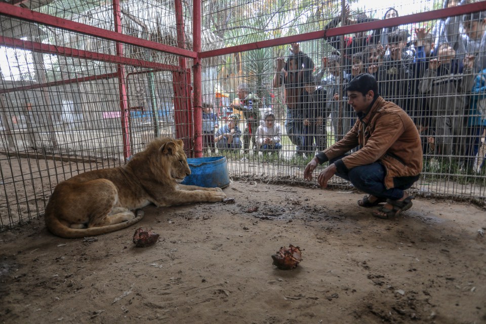 Some animals in Rafah zoo are so weak now that they can no longer feed themselves