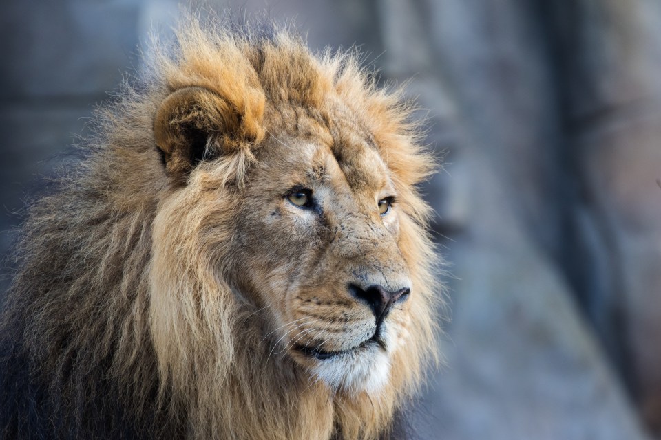 You can sleep next to lions at London Zoo