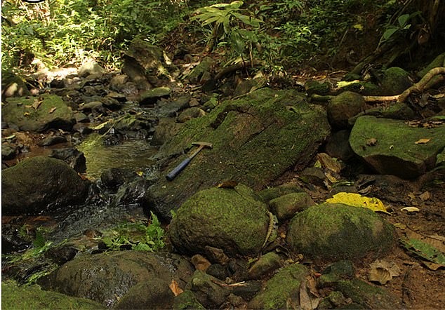 The forest is suspected to have contained a species that no longer exists today