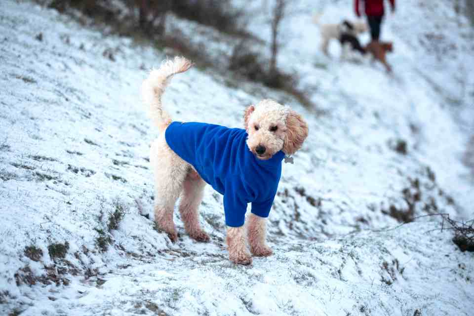 This gorgeous pup at Cissbury Ring in West Sussex was sensibly dressed for the cold temperatures on January 9