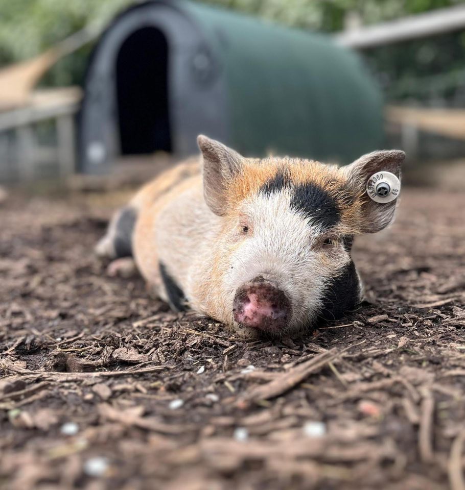 Kew Little Pigs are supplying micro-pigs to schools to teach children about caring for a pet