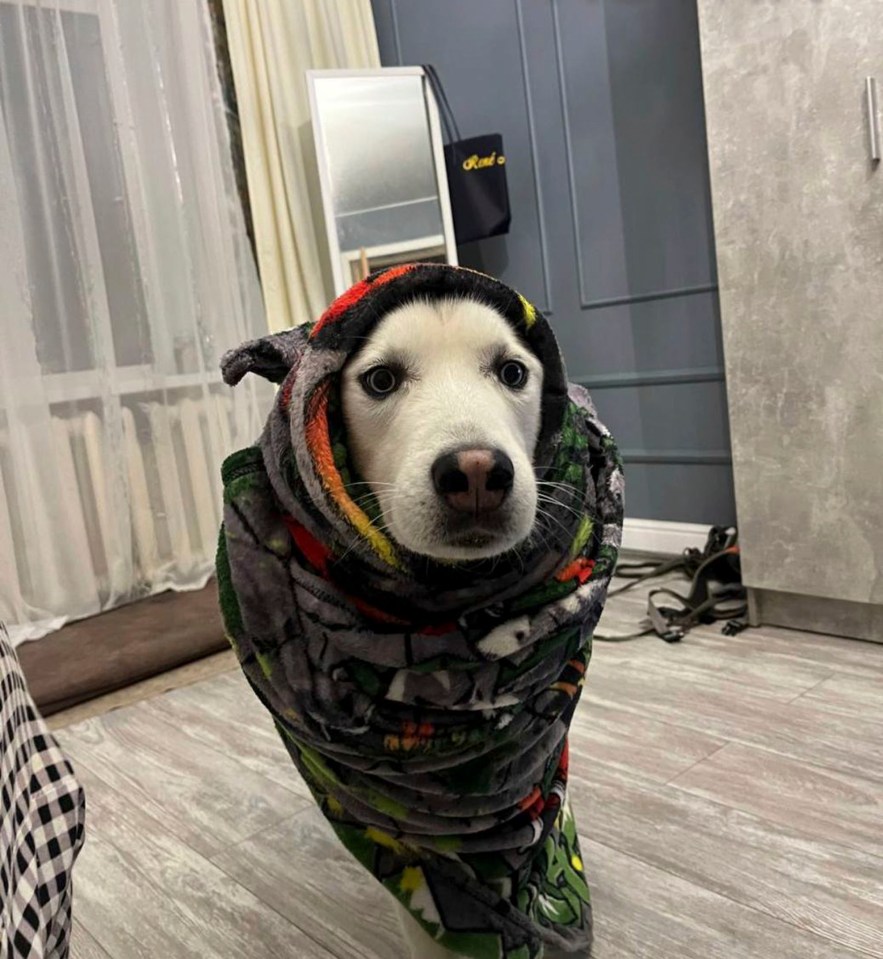 A dog bundled up in blankets to keep warm