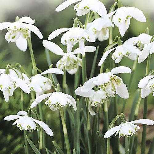 Snowdrops herald the beginning of Spring and we've got lots to give away