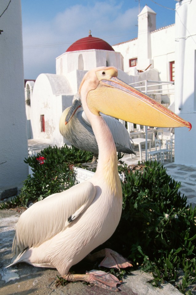 Enjoy a game of spot the pelican in Chora