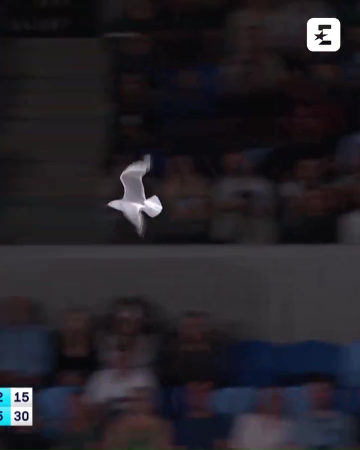 The gull swooped around the stadium before eventually flying away